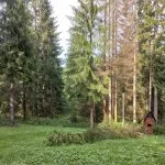Fotografia znázorňujúca situáciu na Oravskej Lesnej železnici počas búrkovej kalamity.