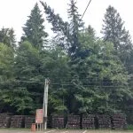 Fotografia znázorňujúca situáciu na Oravskej Lesnej železnici počas búrkovej kalamity.