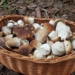 Fotografia zachytávajúca kôš s hubami dubákmi