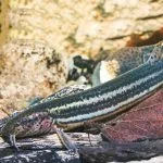 Čík európsky (Misgurnus fossilis). Oravské múzeum P. O. Hviezdoslava