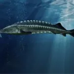 Vyza (Huso huso) Oravské múzeum P. O. Hviezdoslava