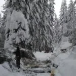 Odstraňovanie snehu s stromov spadnutých na trať Oravskej lesnej železnice.