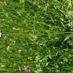 Pavstavač hlavatý - fotografia.