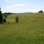 Podmáčané a vlhké lúky v okolí Oravskej Lesnej - fotografia.