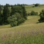 Porasty s dominanciou pichliača potočného - fotografia.