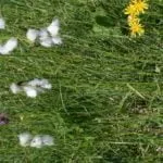 Fotografia Páperníka širokolistého.