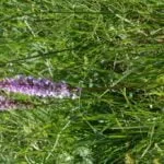 Päťprstnica obyčajná - fotografia.