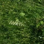 Vemenník dvojlistý