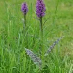 Vstavačovec májový