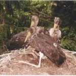 Fotografia Bocianov čiernych.