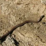 Vretenica severná - fotografia.