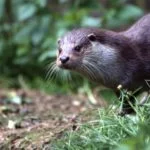 Fotografia Vydry riečnej.